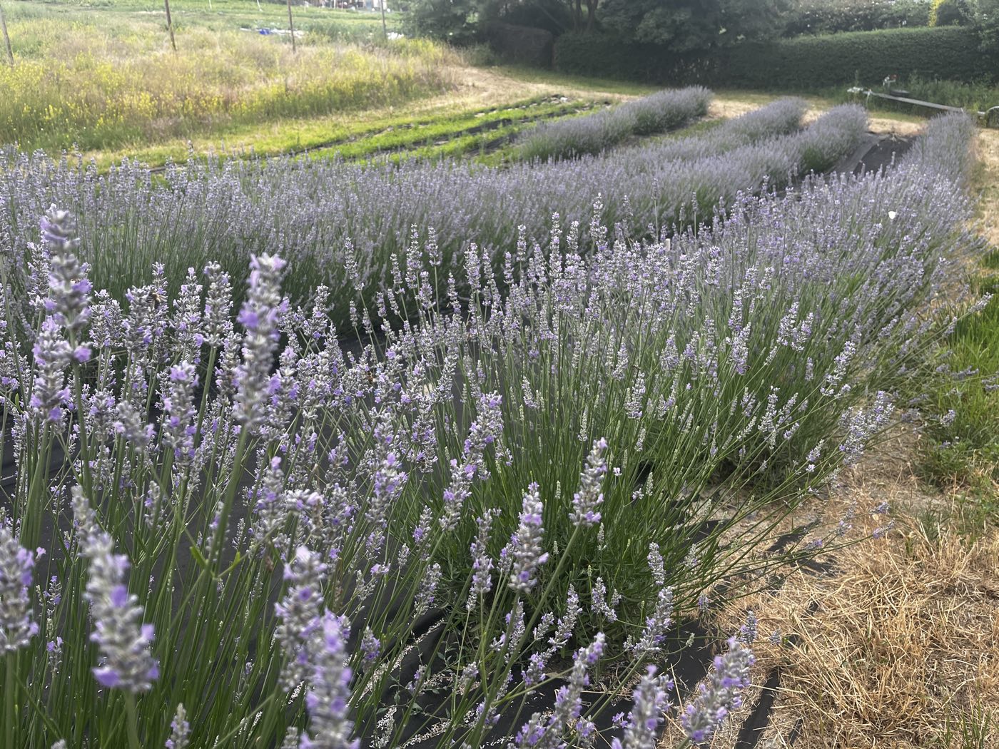 Rows of lavender on the bench in the low gold light of evening