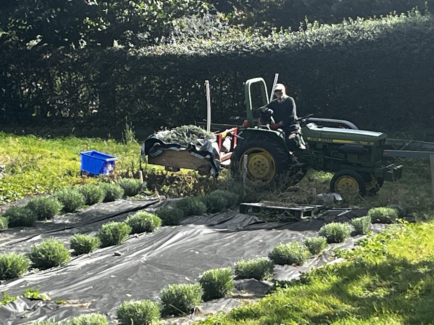 Cut lavender hauled from the field, on its way to becoming syrup