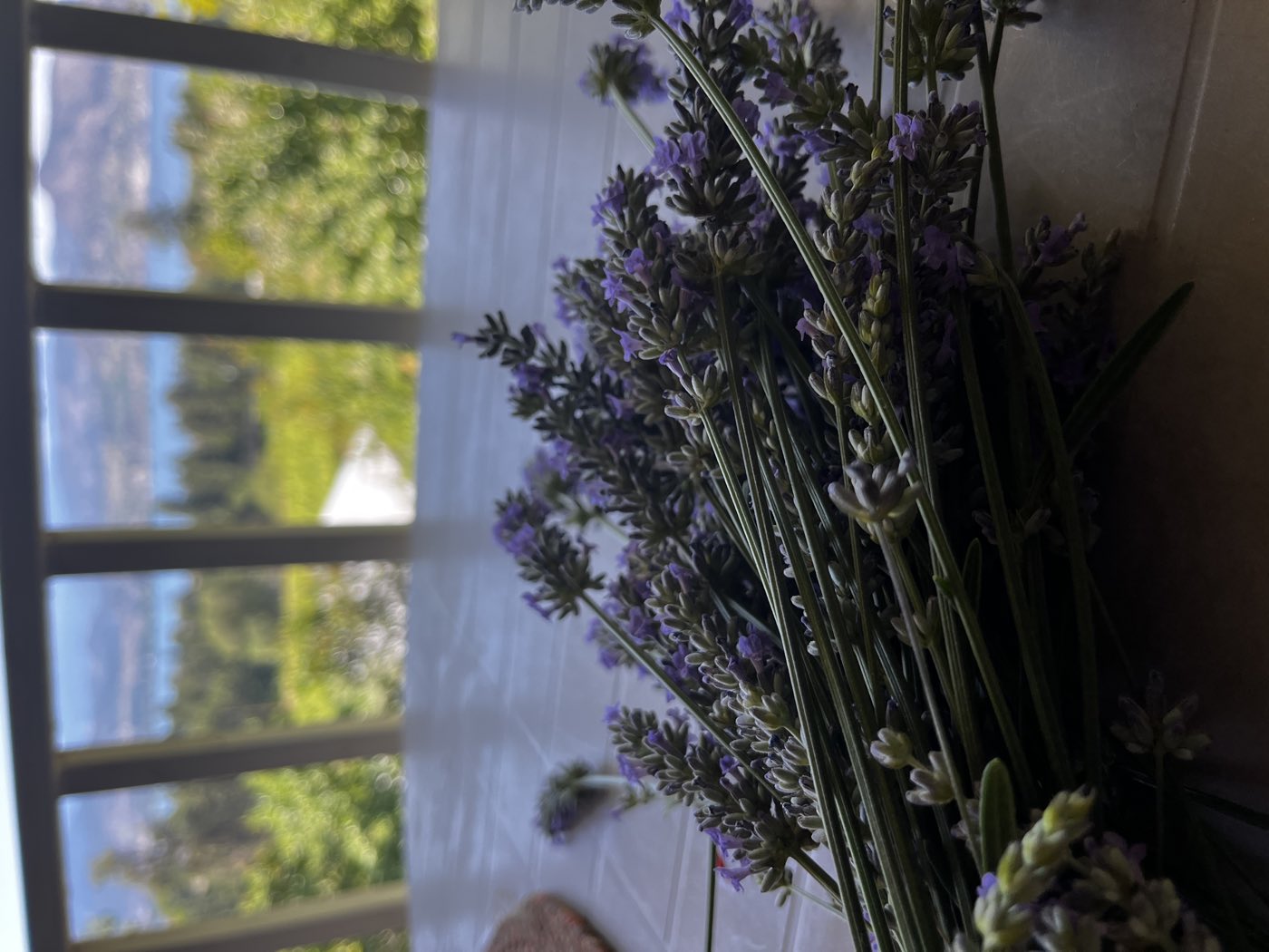 A cut bundle of lavender held against the backdrop of Okanagan Lake