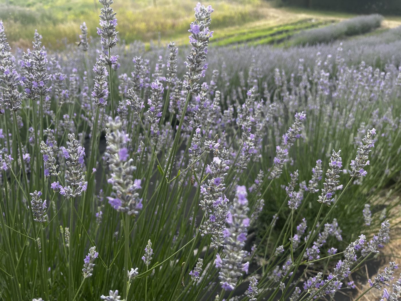 Grosso lavender in bloom at golden hour on the Naramata Bench