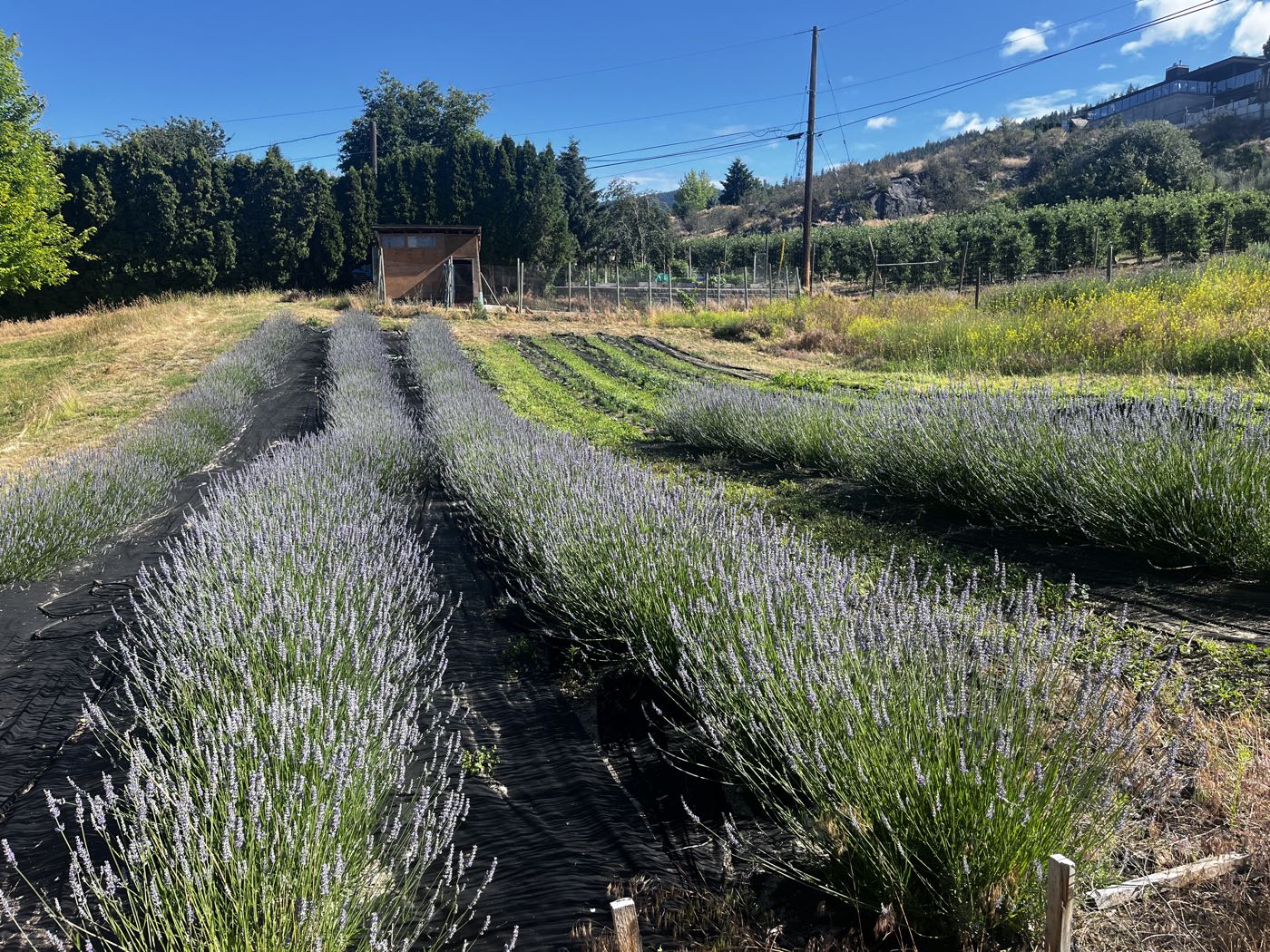 Rows of lavender on the Naramata Bench under a blue sky, orchard behind