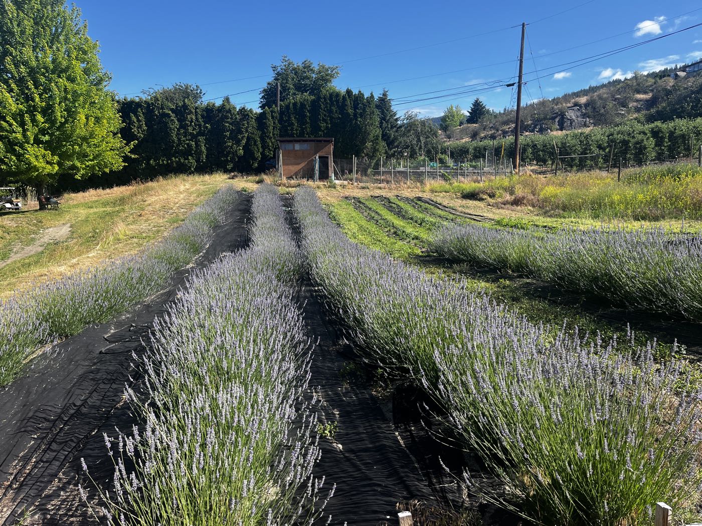 Rows of lavender on the half-acre farm, with orchard and bench hills behind