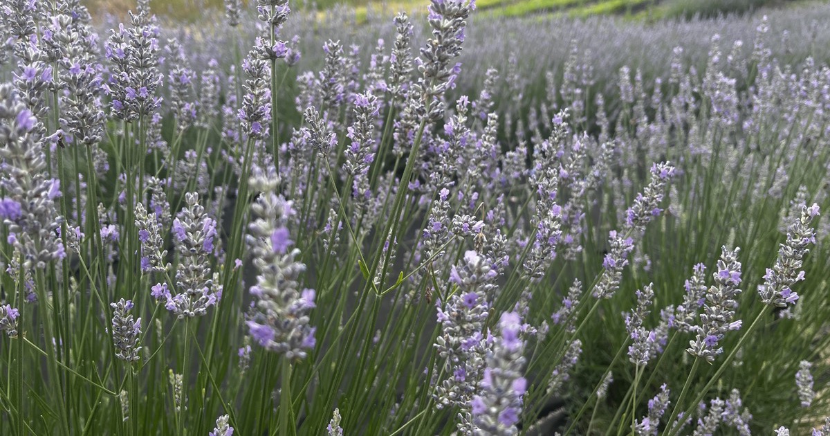 How to Make Lavender Simple Syrup · Bench &amp; Bloom