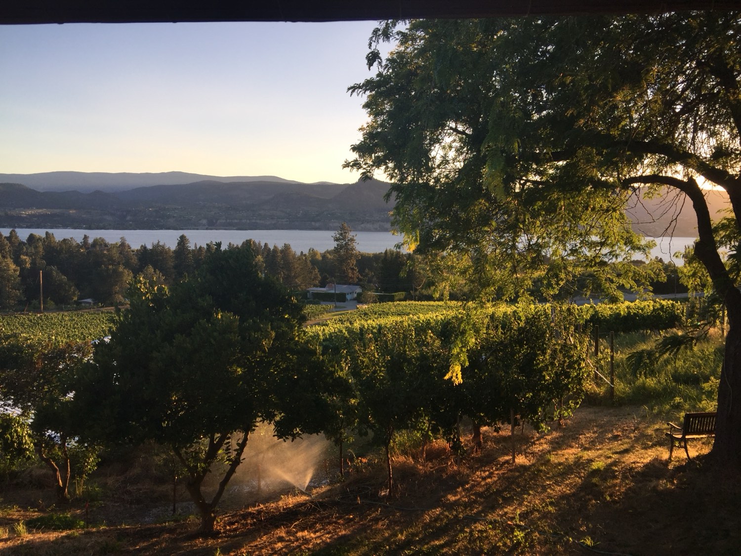 Vineyard on the Naramata Bench above the blue of Okanagan Lake, with the hills behind